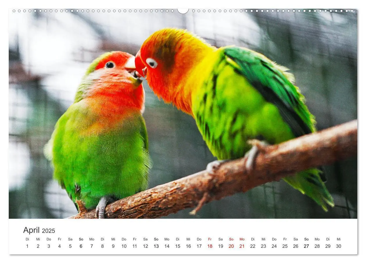 Bild: 9783435040766 | Vogelwelt - Die Könige der Lüfte. (Wandkalender 2025 DIN A2 quer),...