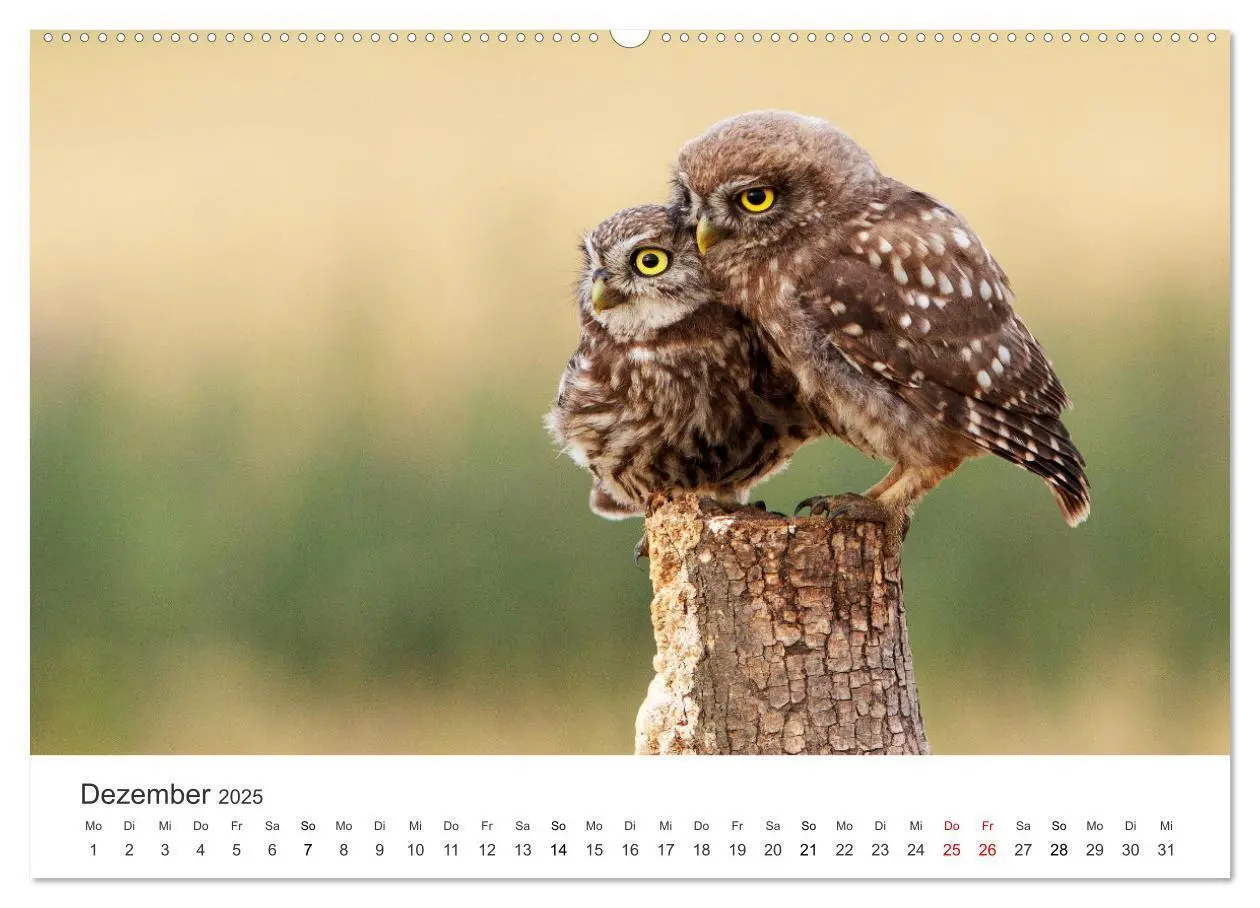 Bild: 9783435040766 | Vogelwelt - Die Könige der Lüfte. (Wandkalender 2025 DIN A2 quer),...