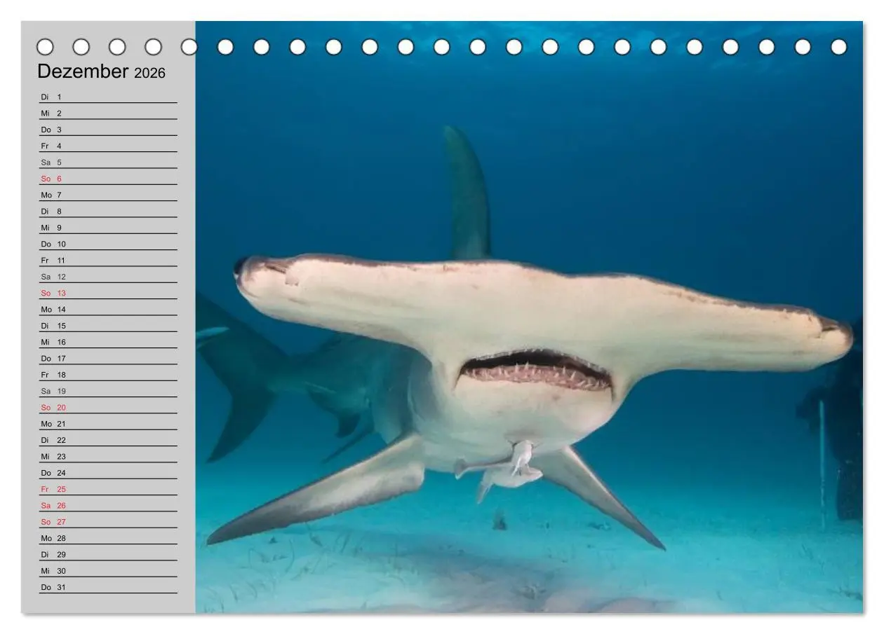 Bild: 9783457990766 | Haie (Tischkalender 2026 DIN A5 quer), CALVENDO Monatskalender | 2026