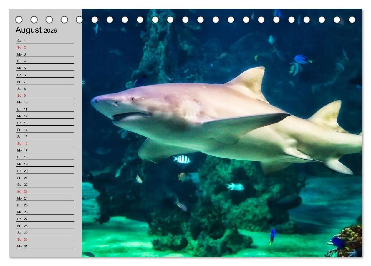 Bild: 9783457990766 | Haie (Tischkalender 2026 DIN A5 quer), CALVENDO Monatskalender | 2026
