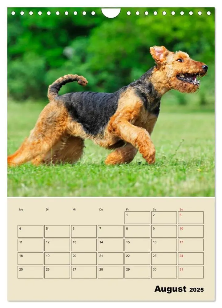 Bild: 9783435960866 | Airedale Terrier - Temperament auf 4 Pfoten (Wandkalender 2025 DIN...