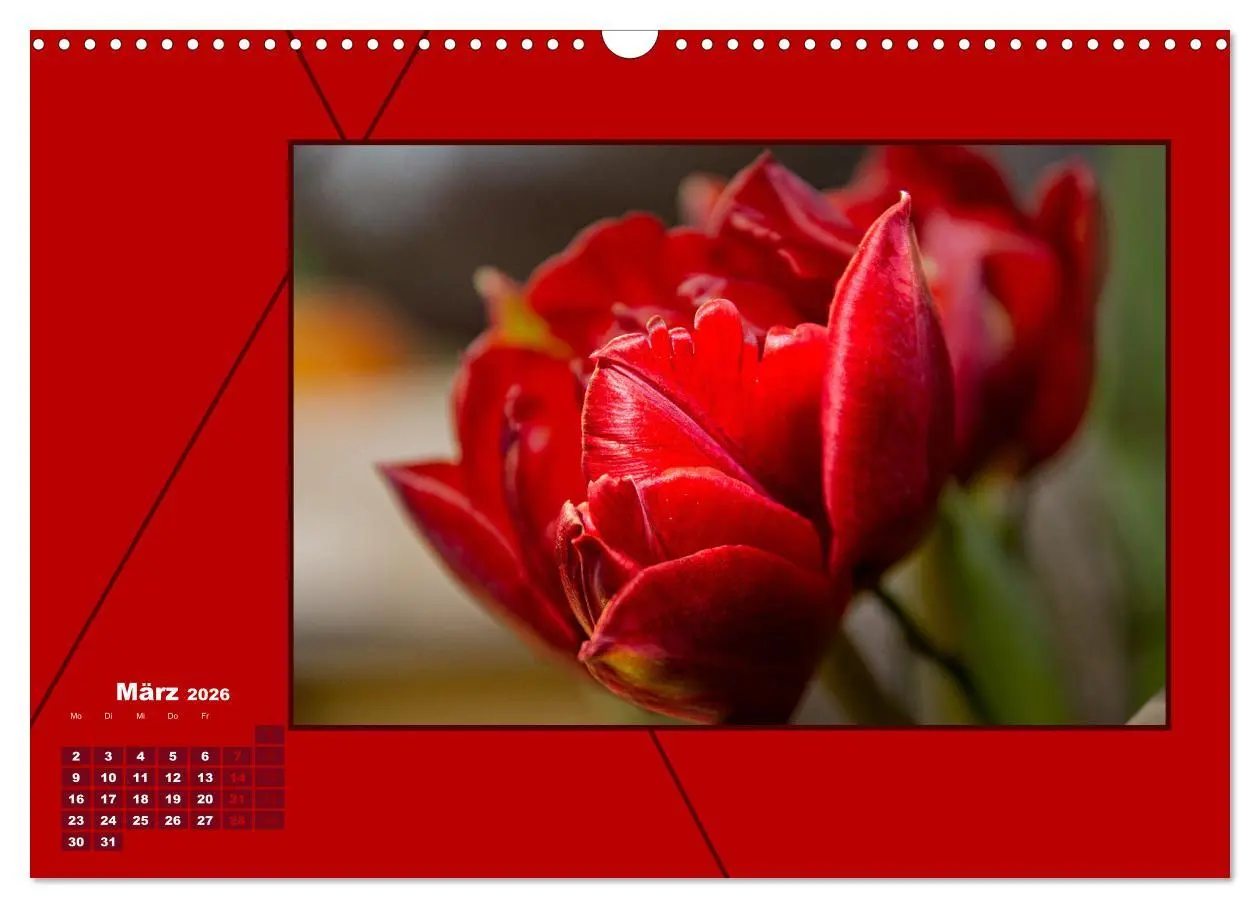 Bild: 9783457800966 | Powerfarbe Rot (Wandkalender 2026 DIN A3 quer), CALVENDO...