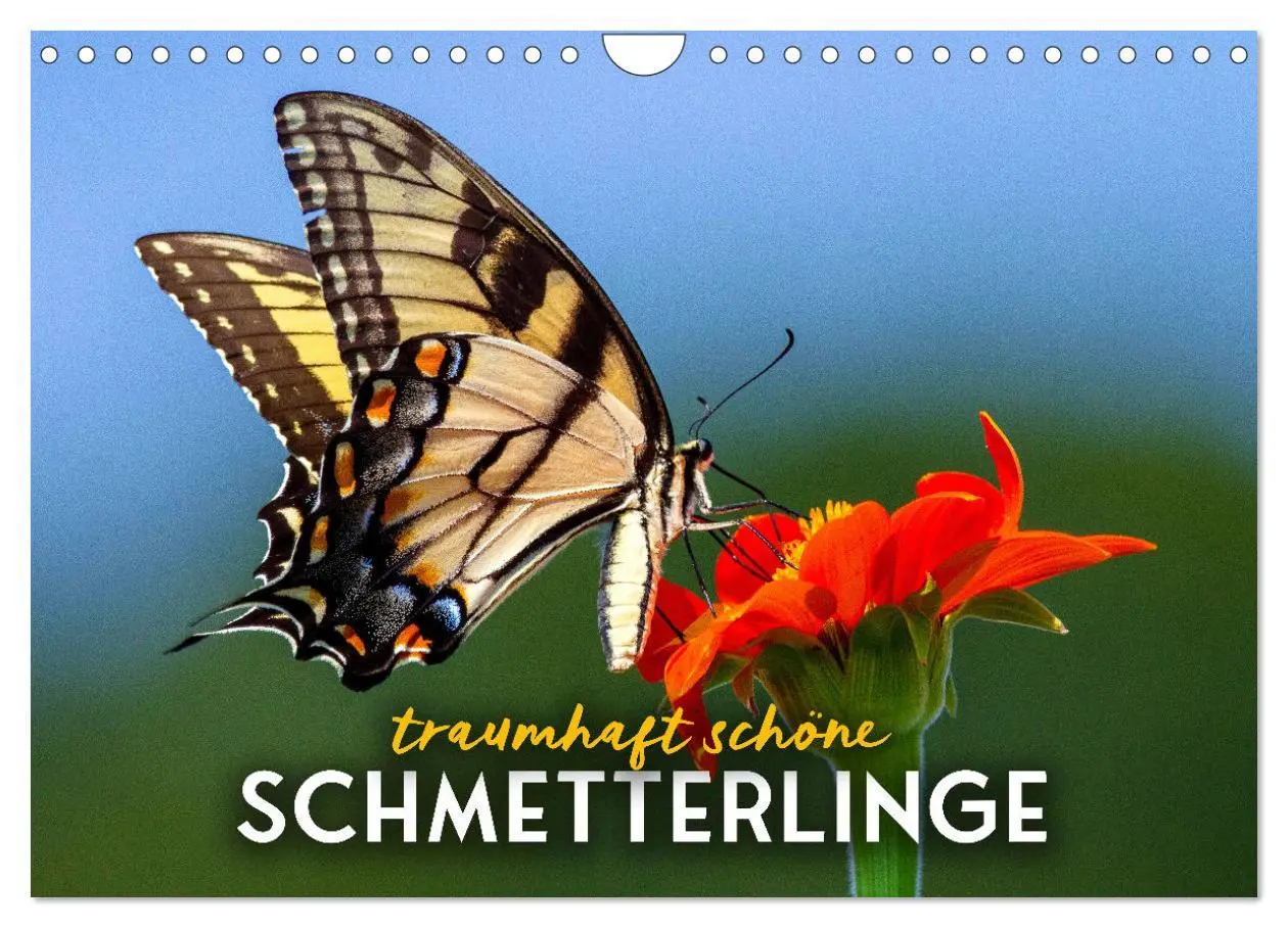 Cover: 9783457551066 | Traumhaft schöne Schmetterlinge (Wandkalender 2026 DIN A4 quer),...