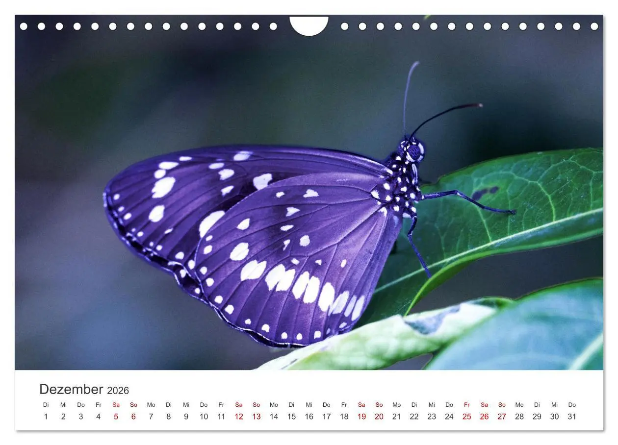 Bild: 9783457551066 | Traumhaft schöne Schmetterlinge (Wandkalender 2026 DIN A4 quer),...