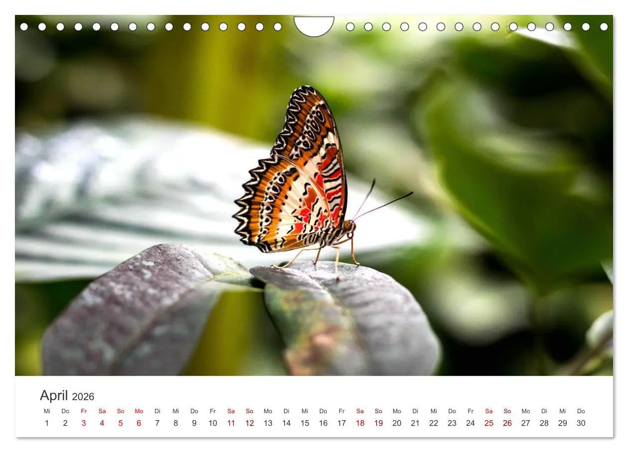 Bild: 9783457551066 | Traumhaft schöne Schmetterlinge (Wandkalender 2026 DIN A4 quer),...