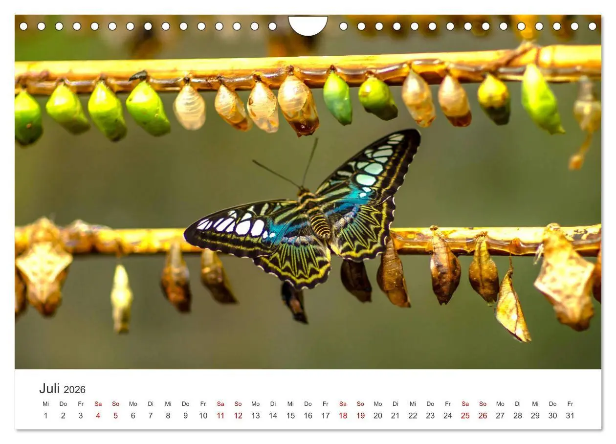 Bild: 9783457551066 | Traumhaft schöne Schmetterlinge (Wandkalender 2026 DIN A4 quer),...
