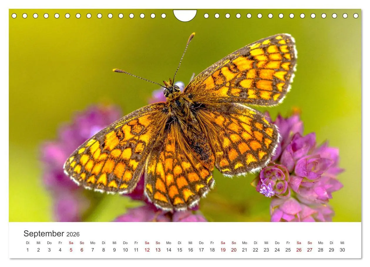 Bild: 9783457551066 | Traumhaft schöne Schmetterlinge (Wandkalender 2026 DIN A4 quer),...