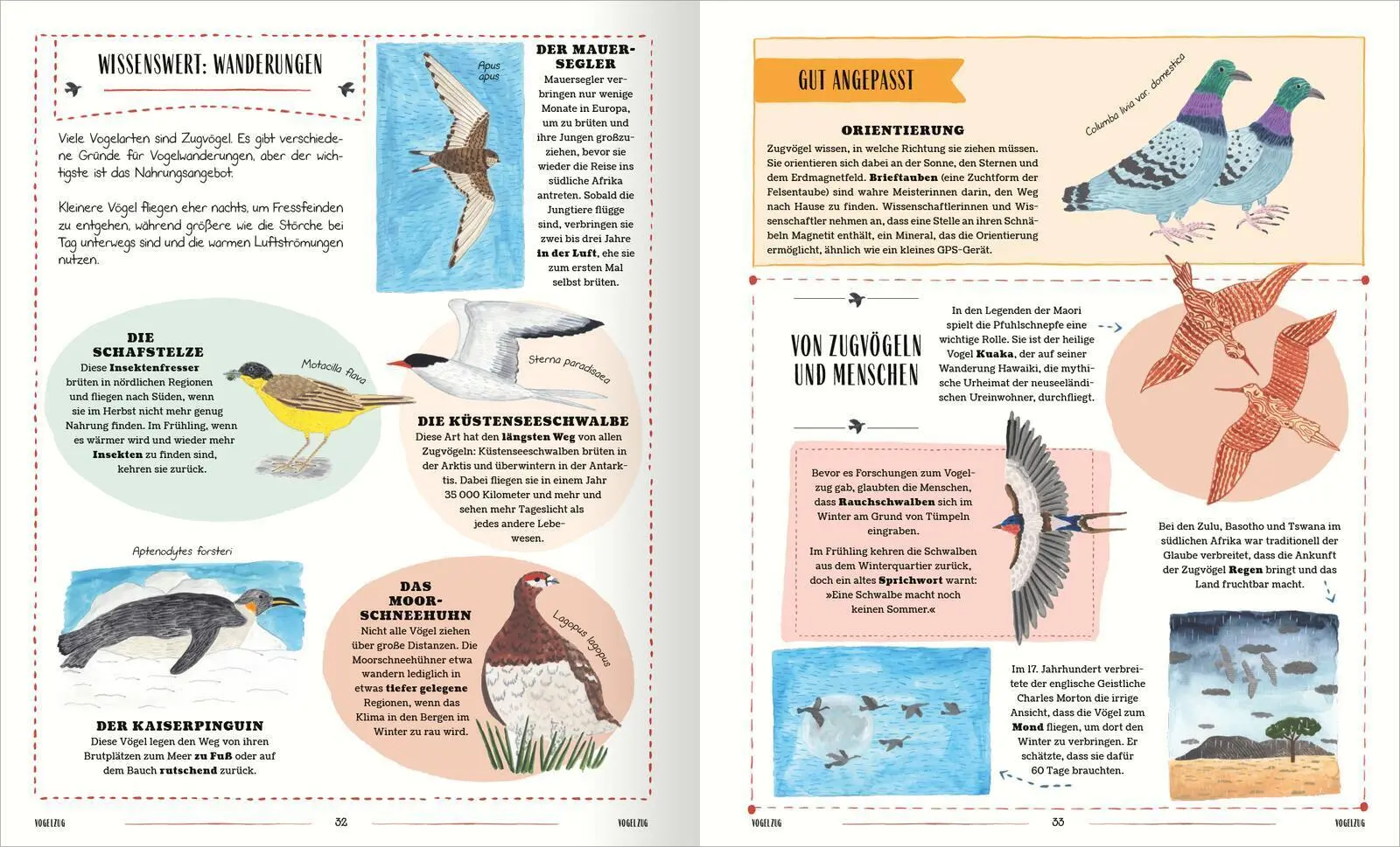 Bild: 9783845861166 | Vögel | David Lindo | Buch | 64 S. | Deutsch | 2025 | arsEdition GmbH