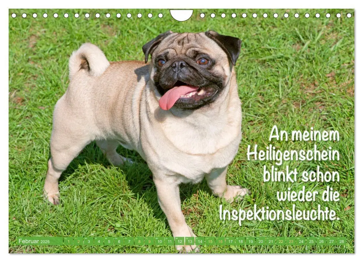Bild: 9783435061266 | Der Mops: Nicht klein, sondern aufs Wesentliche reduziert. Edition...
