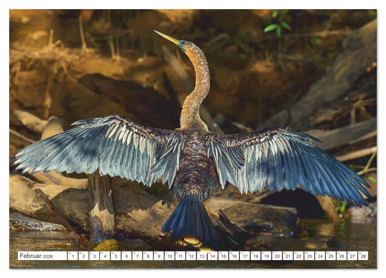 Bild: 9783516621266 | Costa Ricas gefiederte Pracht (Wandkalender 2026 DIN A4 quer),...