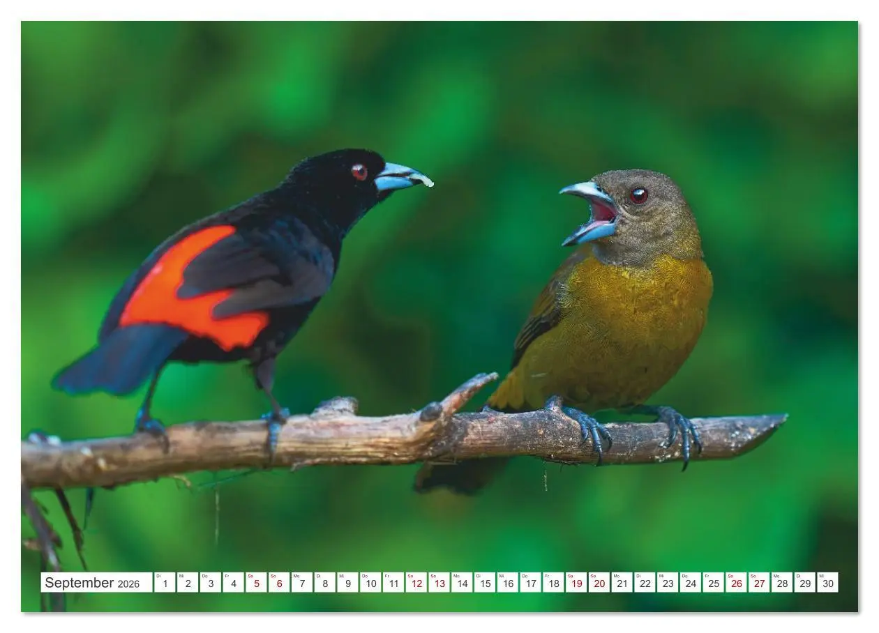 Bild: 9783516621266 | Costa Ricas gefiederte Pracht (Wandkalender 2026 DIN A4 quer),...