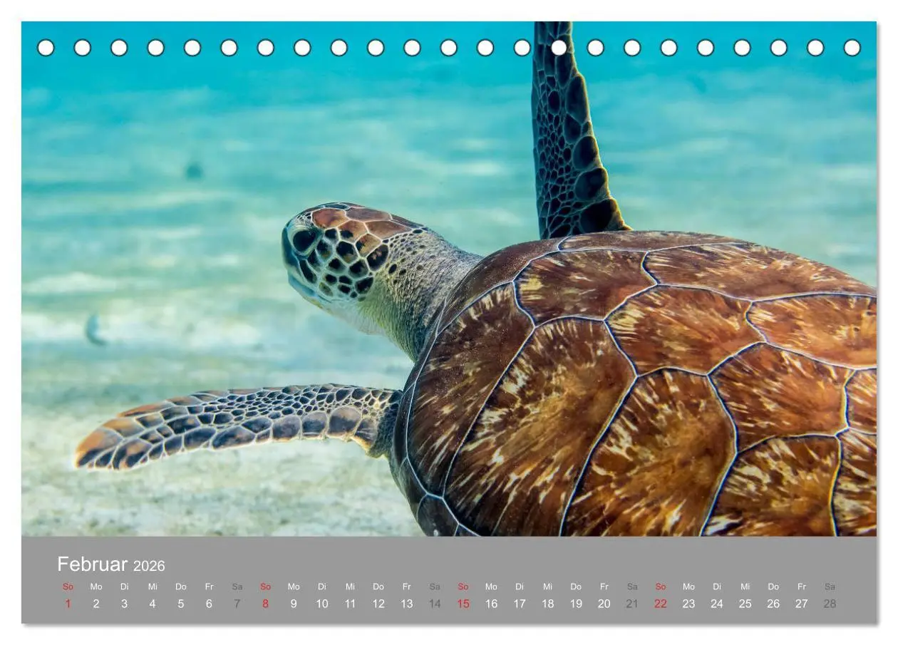 Bild: 9783457761366 | Meeresschildkröten der Karibik (Tischkalender 2026 DIN A5 quer),...