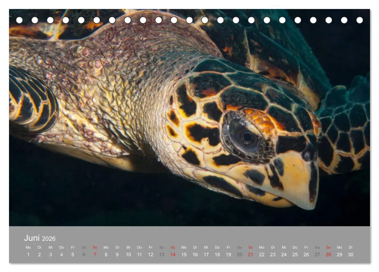 Bild: 9783457761366 | Meeresschildkröten der Karibik (Tischkalender 2026 DIN A5 quer),...