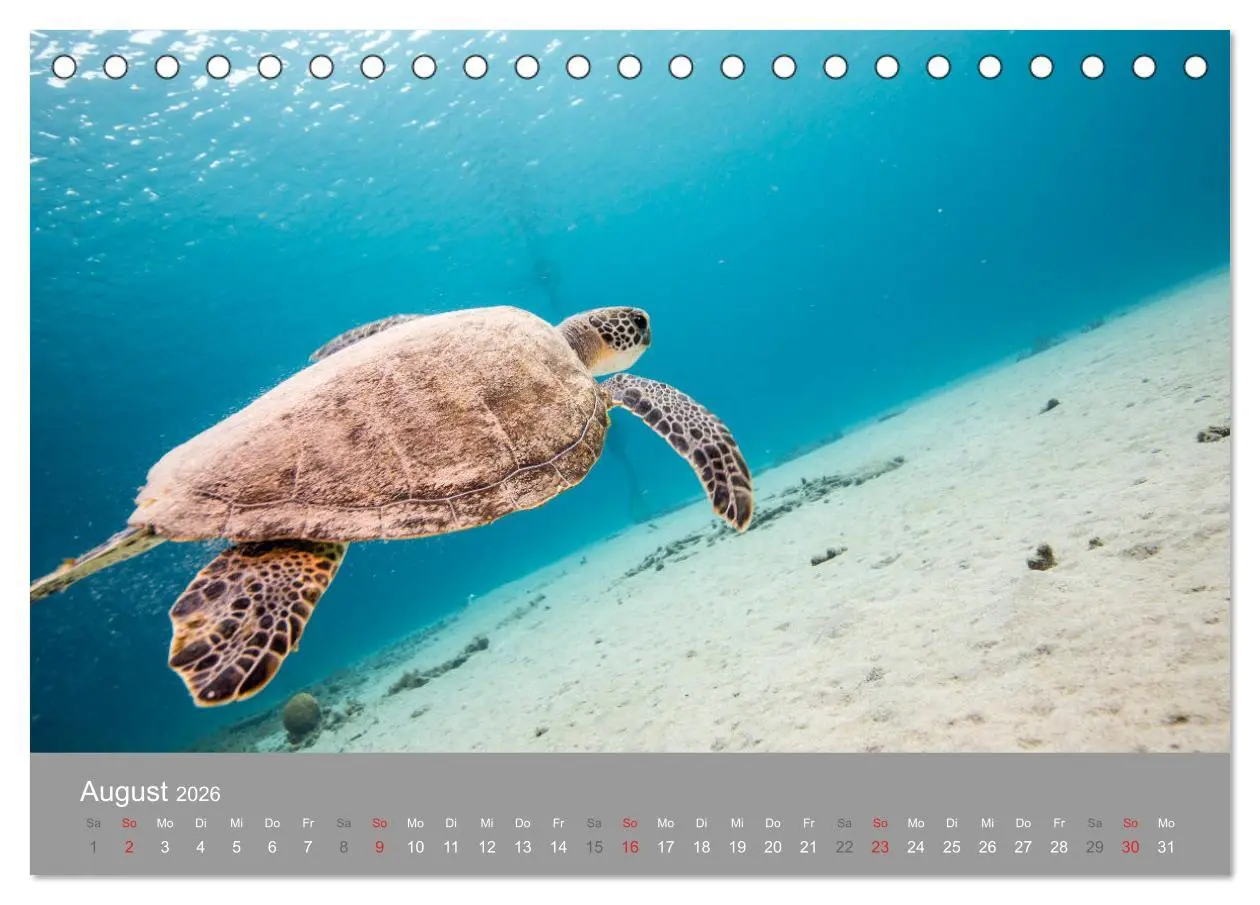 Bild: 9783457761366 | Meeresschildkröten der Karibik (Tischkalender 2026 DIN A5 quer),...