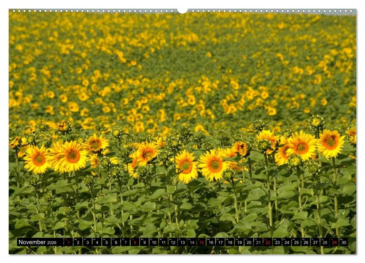 Bild: 9783516091366 | Zeit für Sonnenblumen (hochwertiger Premium Wandkalender 2026 DIN...