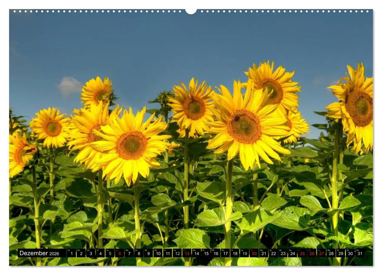 Bild: 9783516091366 | Zeit für Sonnenblumen (hochwertiger Premium Wandkalender 2026 DIN...