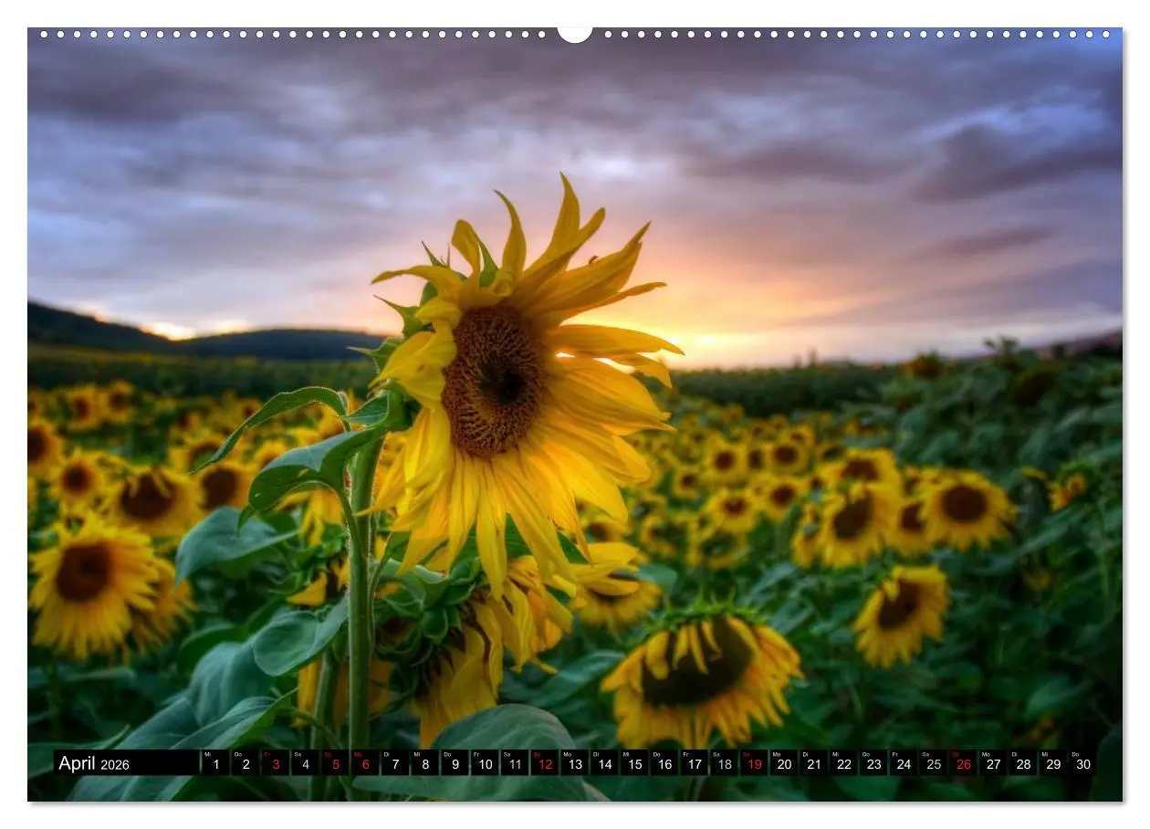 Bild: 9783516091366 | Zeit für Sonnenblumen (hochwertiger Premium Wandkalender 2026 DIN...