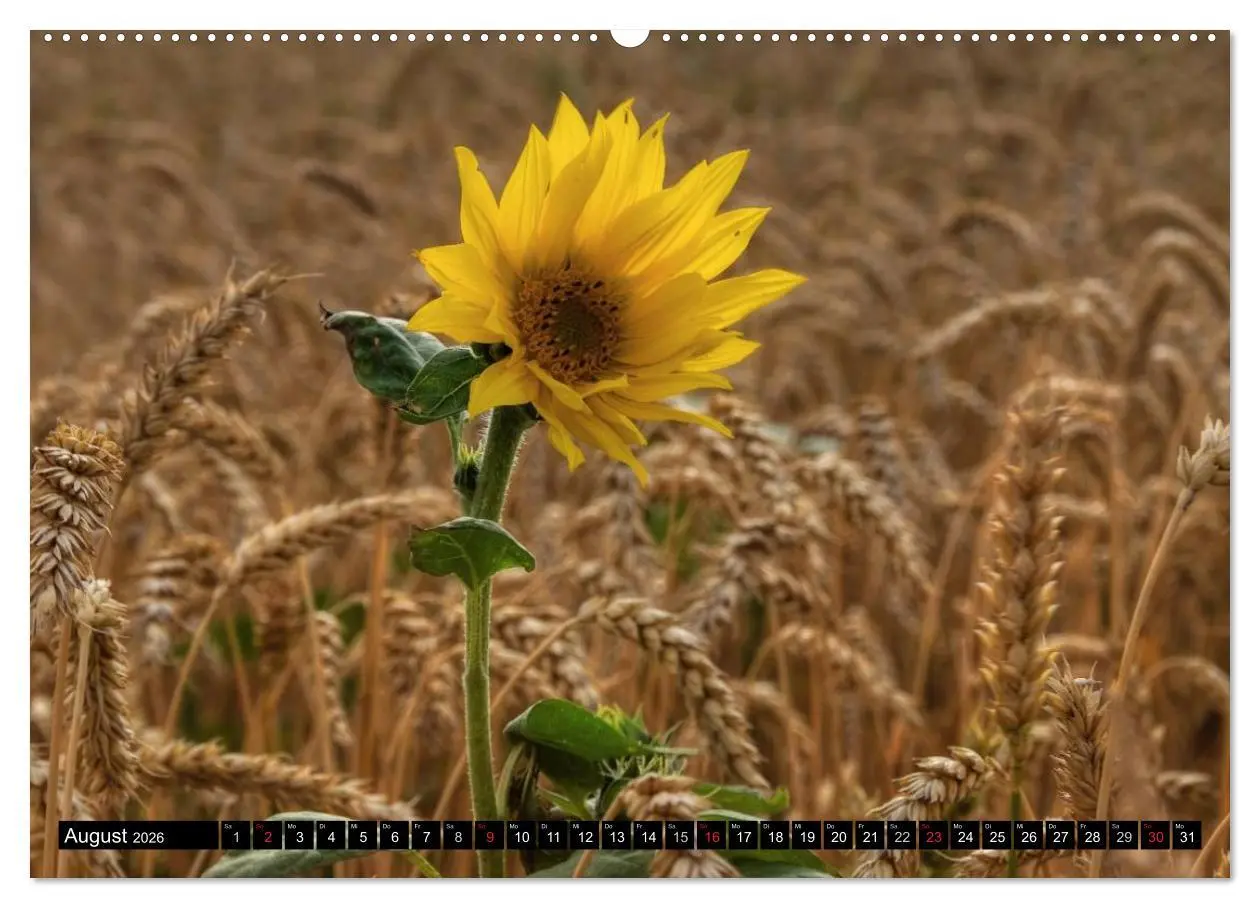 Bild: 9783516091366 | Zeit für Sonnenblumen (hochwertiger Premium Wandkalender 2026 DIN...