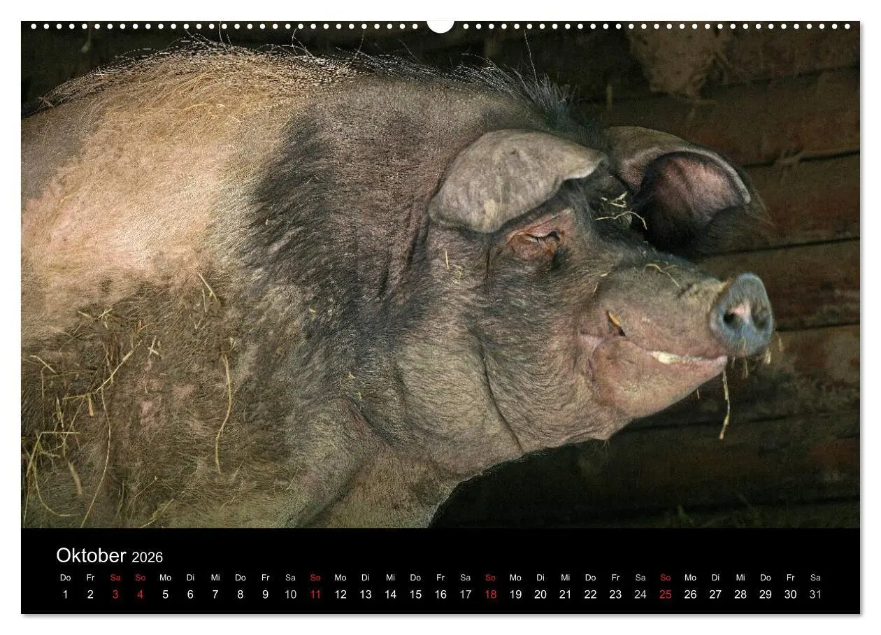Bild: 9783516231366 | Schweinereien (hochwertiger Premium Wandkalender 2026 DIN A2 quer),...
