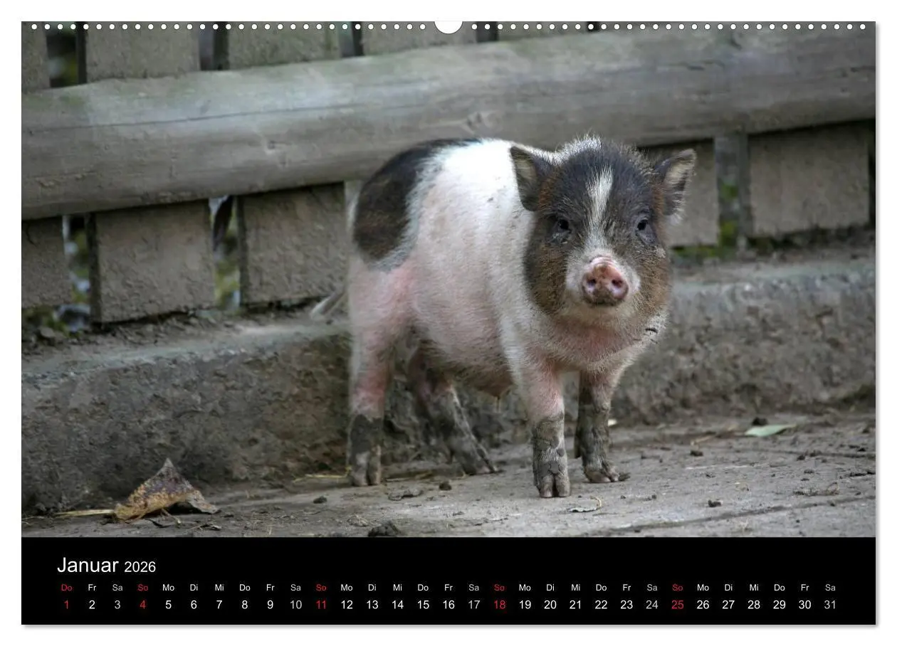 Bild: 9783516231366 | Schweinereien (hochwertiger Premium Wandkalender 2026 DIN A2 quer),...