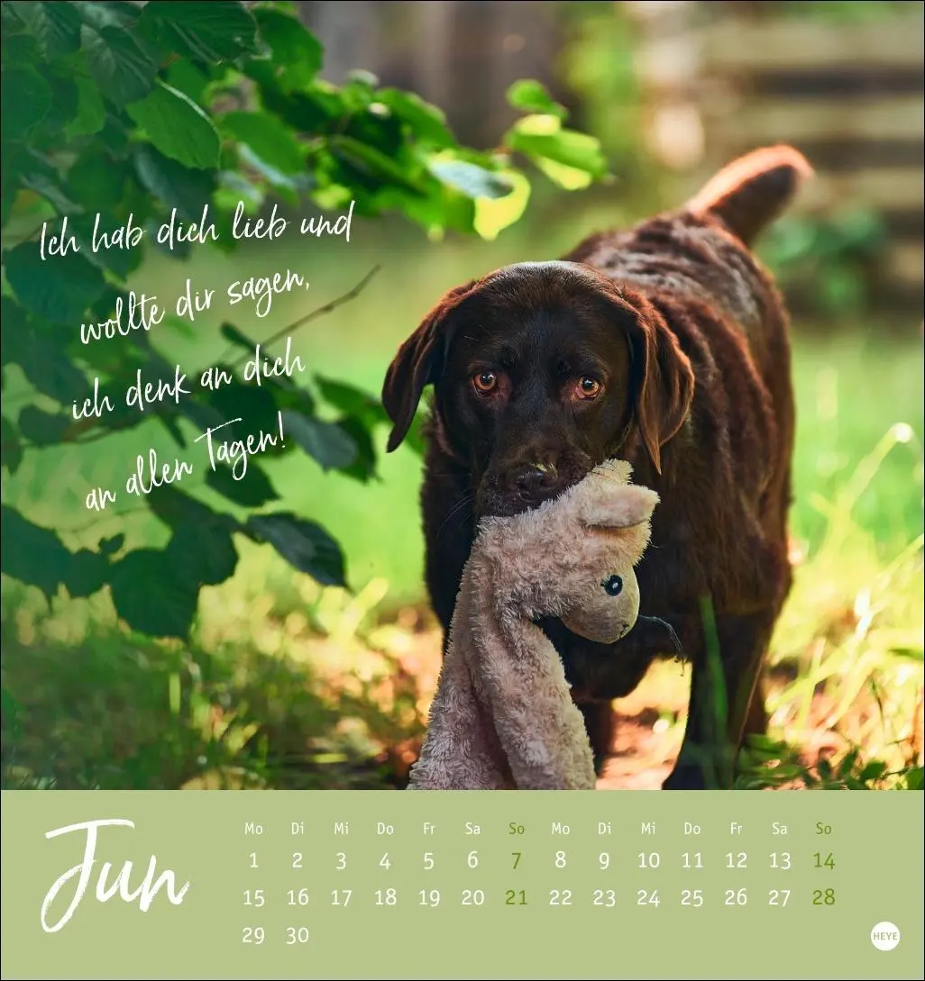 Bild: 9783756411566 | Ziemlich beste Freunde Postkartenkalender 2026 - Für immer dein | Heye
