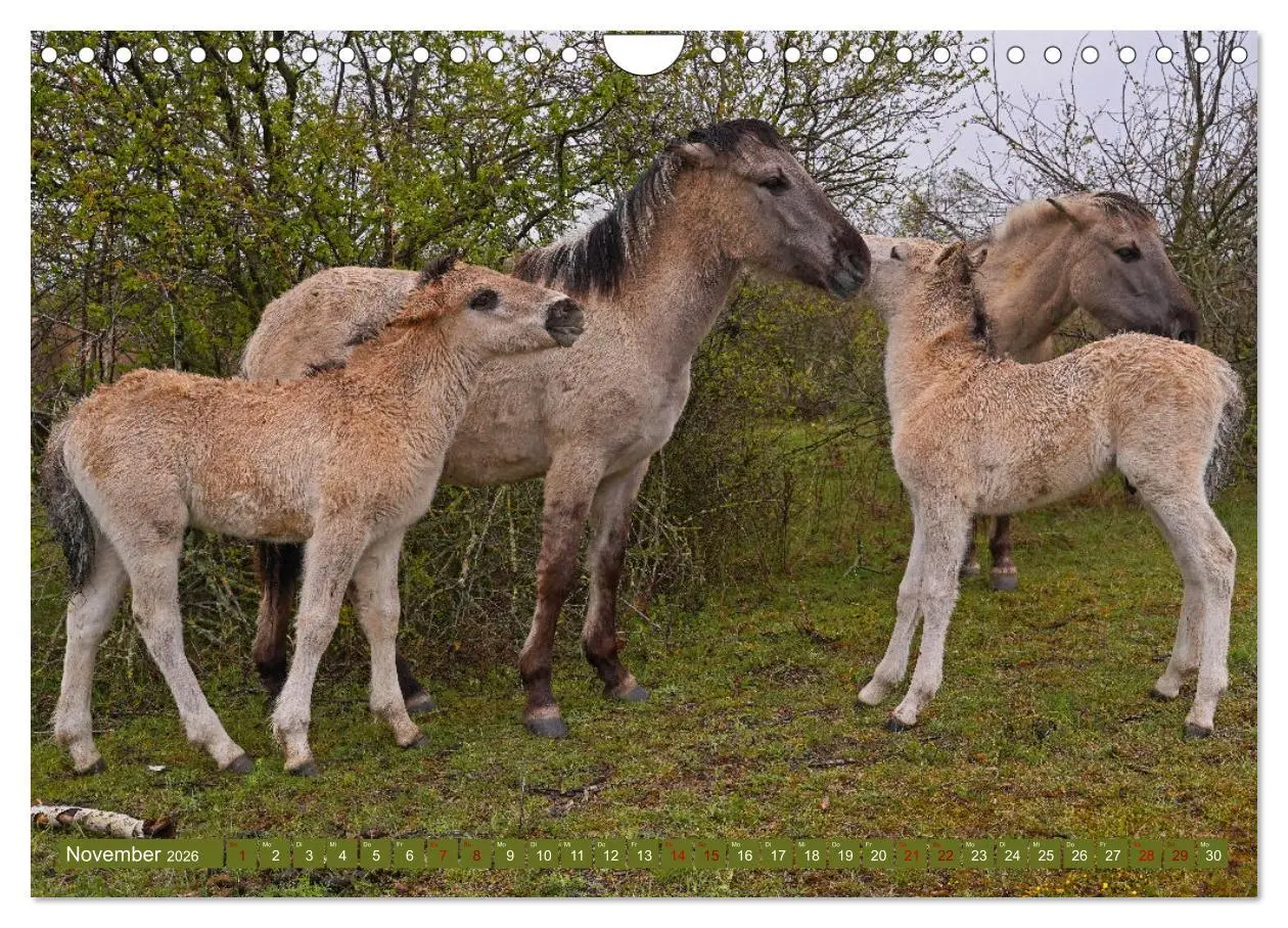 Bild: 9783457581766 | Mutterliebe - Konik Fohlen und Stute (Wandkalender 2026 DIN A4...
