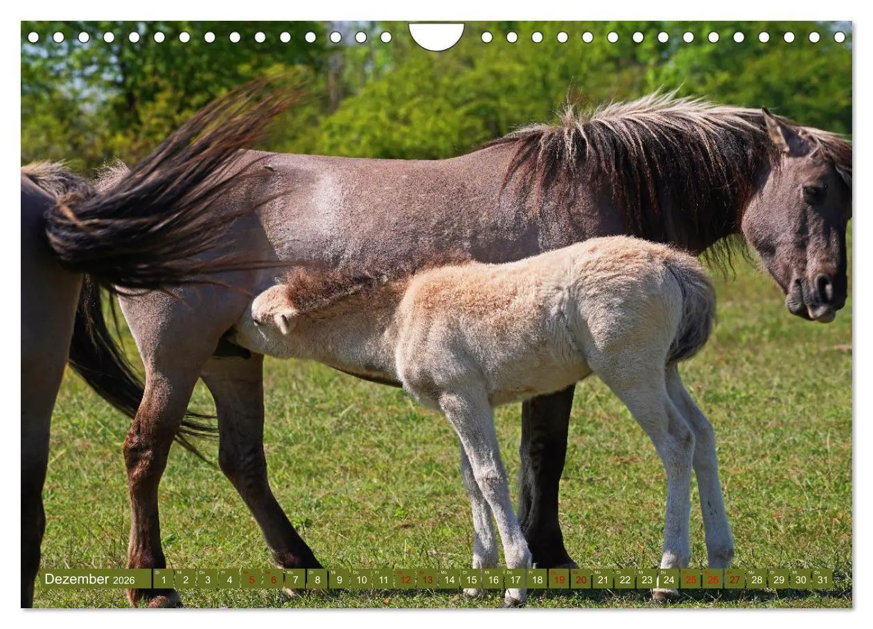 Bild: 9783457581766 | Mutterliebe - Konik Fohlen und Stute (Wandkalender 2026 DIN A4...