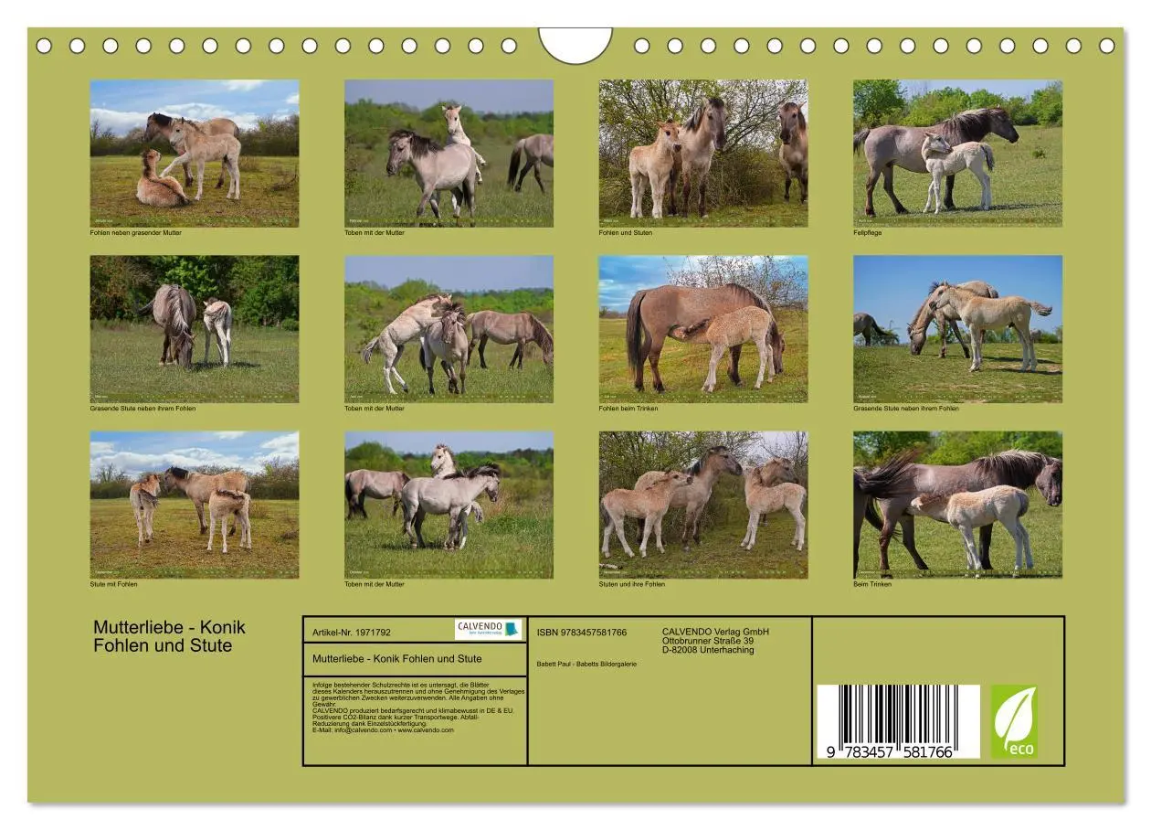 Bild: 9783457581766 | Mutterliebe - Konik Fohlen und Stute (Wandkalender 2026 DIN A4...