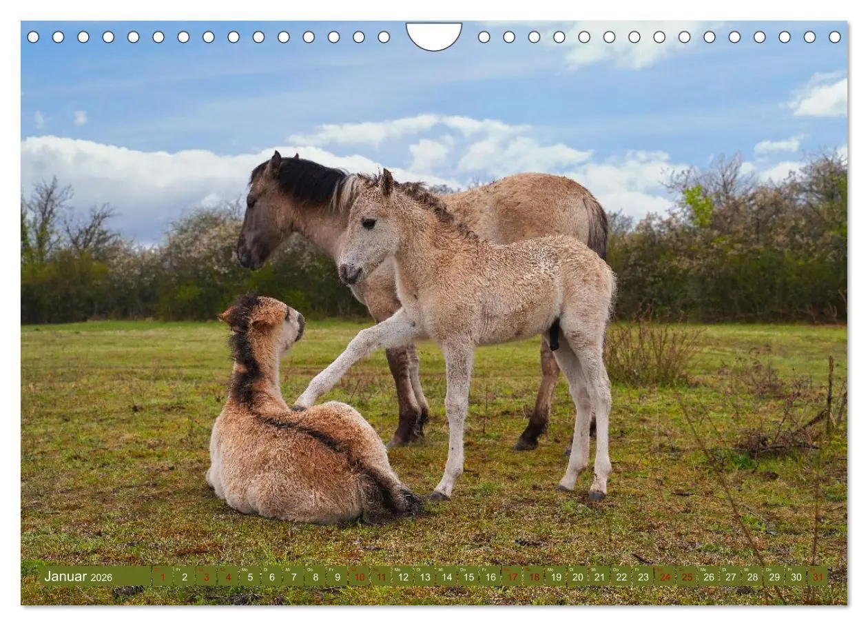 Bild: 9783457581766 | Mutterliebe - Konik Fohlen und Stute (Wandkalender 2026 DIN A4...