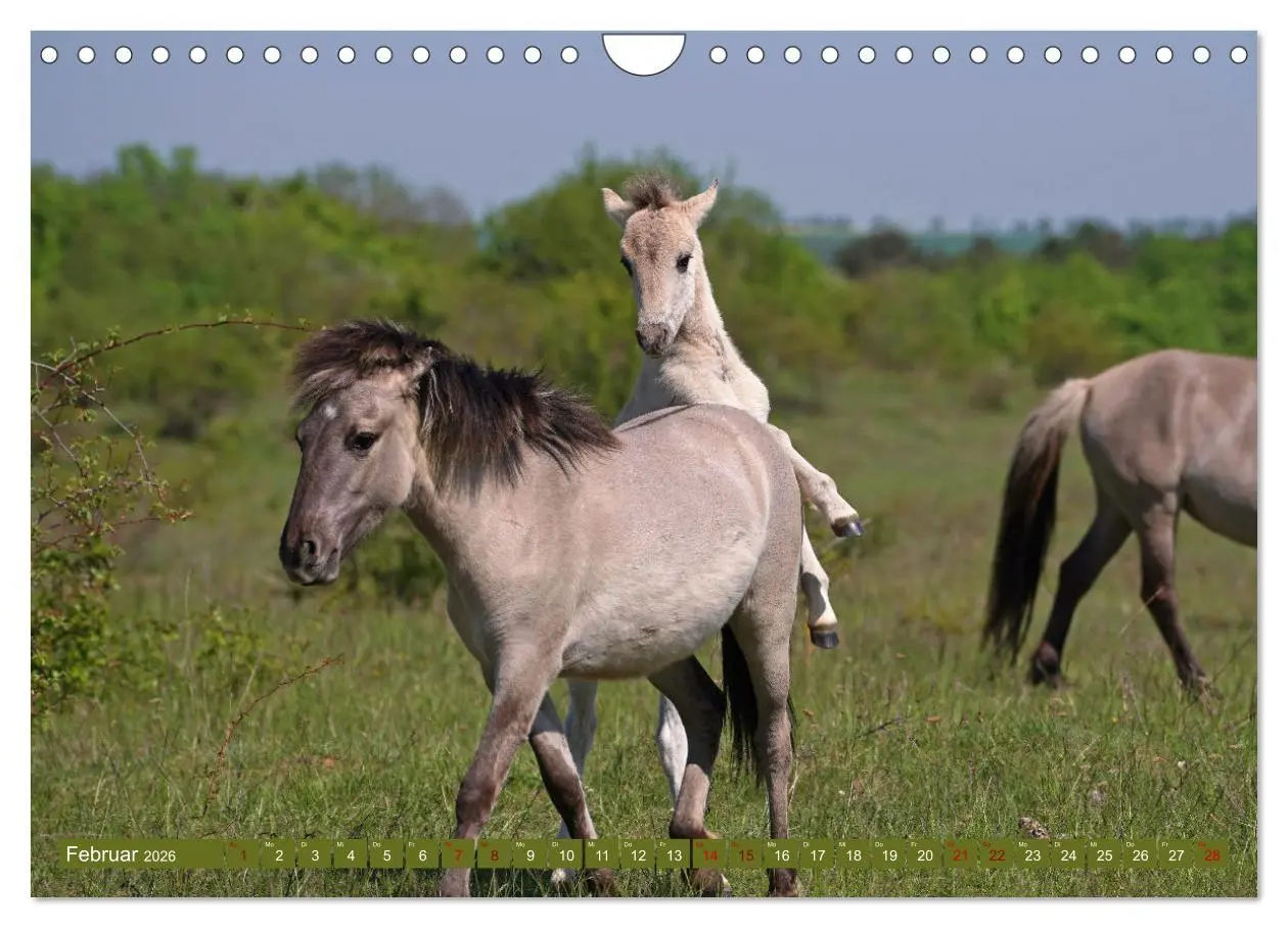 Bild: 9783457581766 | Mutterliebe - Konik Fohlen und Stute (Wandkalender 2026 DIN A4...