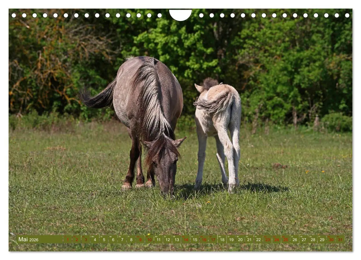 Bild: 9783457581766 | Mutterliebe - Konik Fohlen und Stute (Wandkalender 2026 DIN A4...