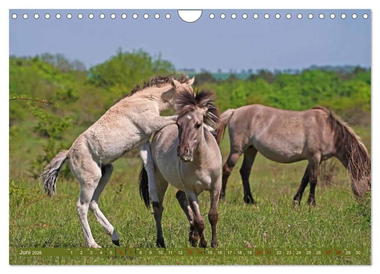 Bild: 9783457581766 | Mutterliebe - Konik Fohlen und Stute (Wandkalender 2026 DIN A4...