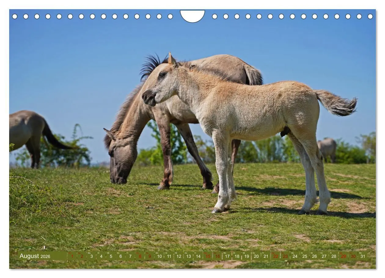 Bild: 9783457581766 | Mutterliebe - Konik Fohlen und Stute (Wandkalender 2026 DIN A4...