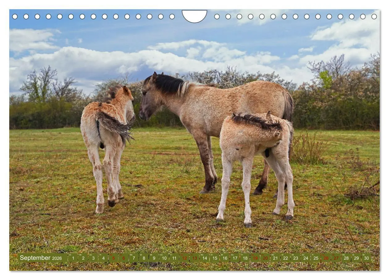 Bild: 9783457581766 | Mutterliebe - Konik Fohlen und Stute (Wandkalender 2026 DIN A4...