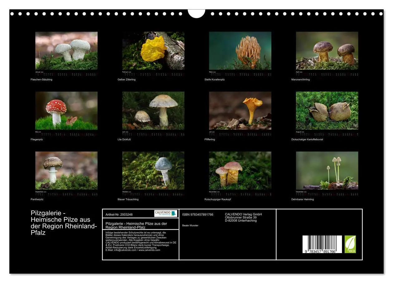 Bild: 9783457891766 | Pilzgalerie - Heimische Pilze aus der Region Rheinland-Pfalz...