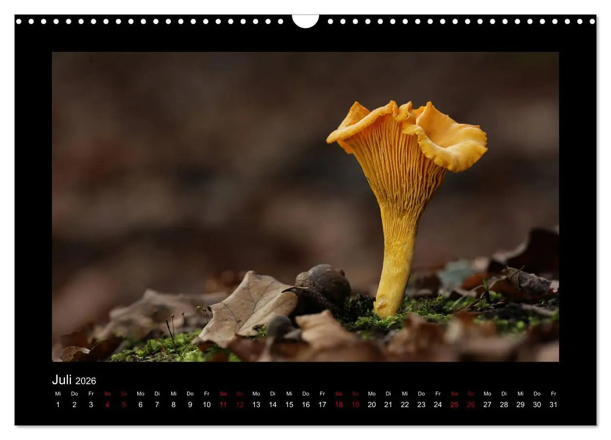 Bild: 9783457891766 | Pilzgalerie - Heimische Pilze aus der Region Rheinland-Pfalz...