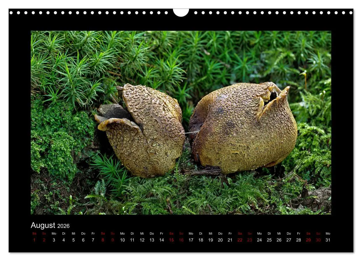Bild: 9783457891766 | Pilzgalerie - Heimische Pilze aus der Region Rheinland-Pfalz...