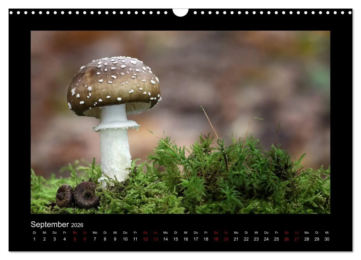 Bild: 9783457891766 | Pilzgalerie - Heimische Pilze aus der Region Rheinland-Pfalz...
