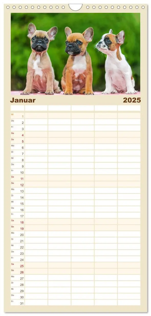 Bild: 9783457191866 | Familienplaner 2025 - Kleine Helden - Französische Bulldoggen mit 5...