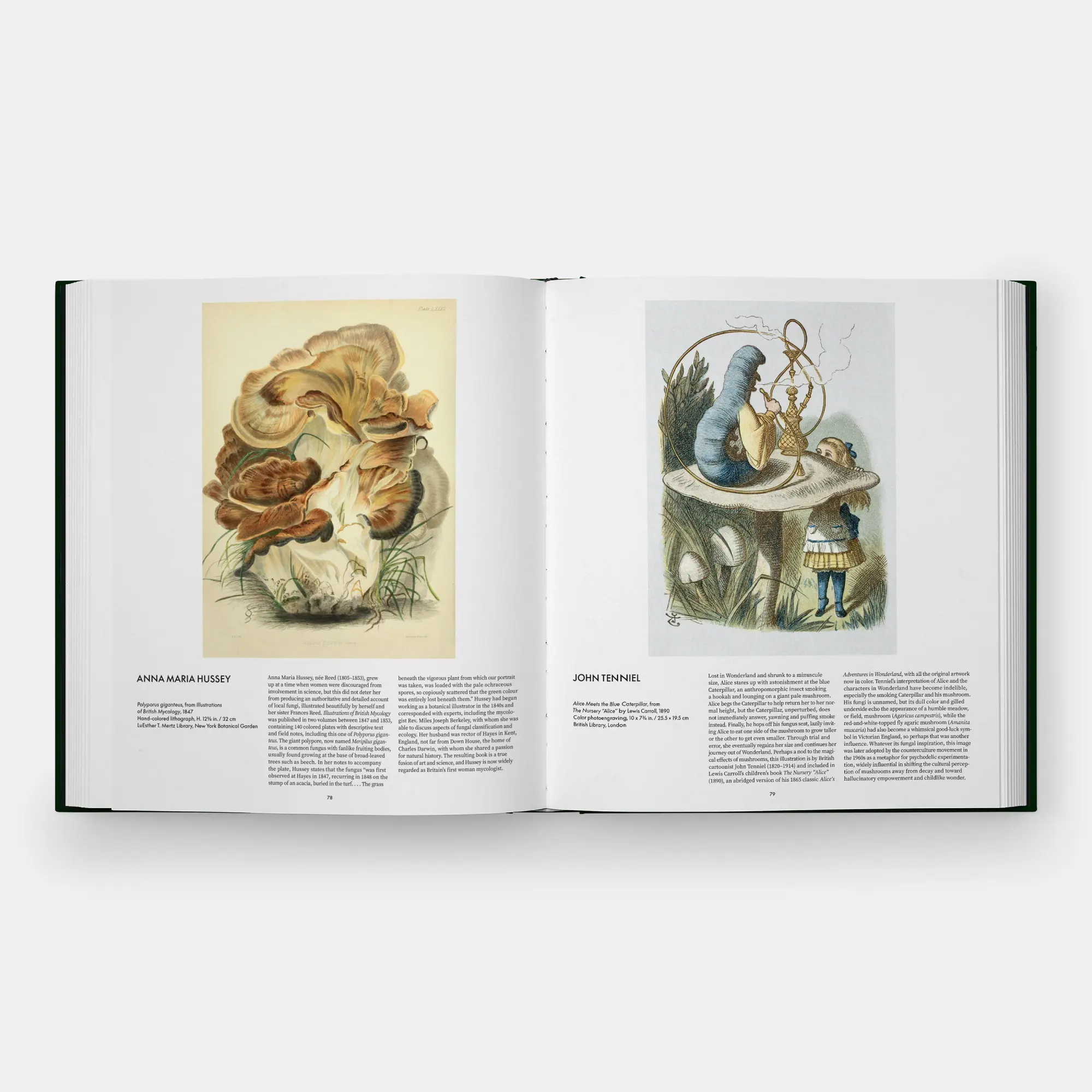 Bild: 9781837292066 | Fungi | The World of Mushrooms | Editors Phaidon (u. a.) | Buch | 2026