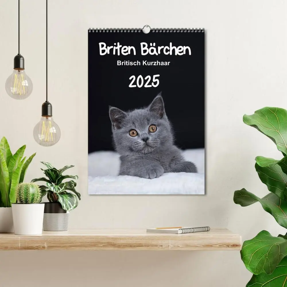 Bild: 9783457062166 | Briten Bärchen - Britisch Kurzhaar 2025 (Wandkalender 2025 DIN A3...