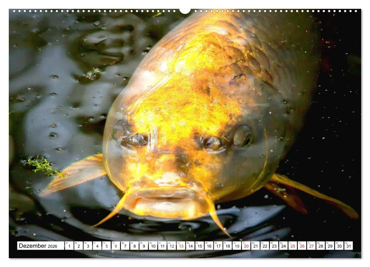 Bild: 9783457742266 | Koi Karpfen. Blickfang und Glücksbringer (Wandkalender 2026 DIN A2...