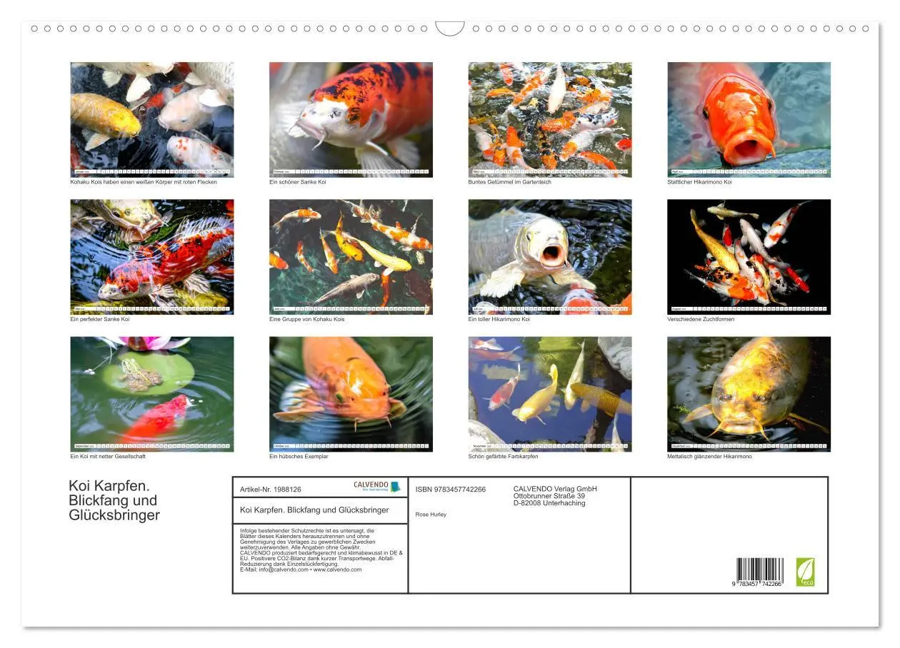 Bild: 9783457742266 | Koi Karpfen. Blickfang und Glücksbringer (Wandkalender 2026 DIN A2...