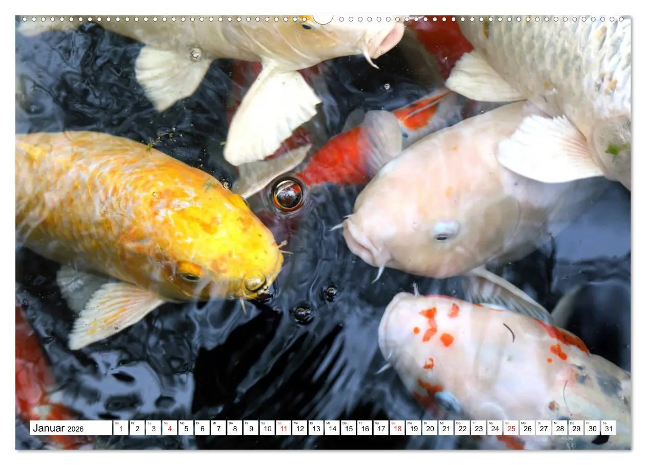 Bild: 9783457742266 | Koi Karpfen. Blickfang und Glücksbringer (Wandkalender 2026 DIN A2...