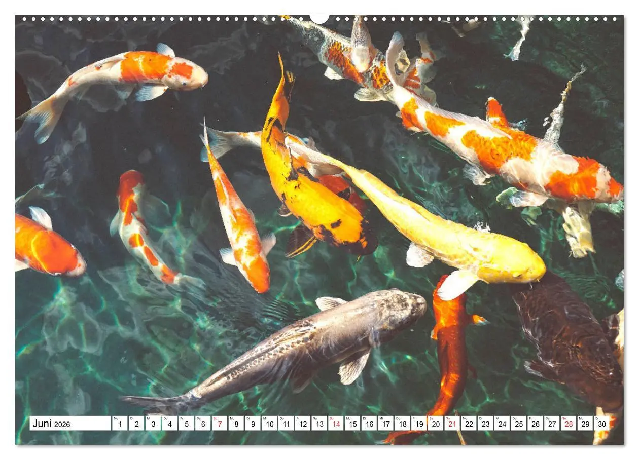 Bild: 9783457742266 | Koi Karpfen. Blickfang und Glücksbringer (Wandkalender 2026 DIN A2...