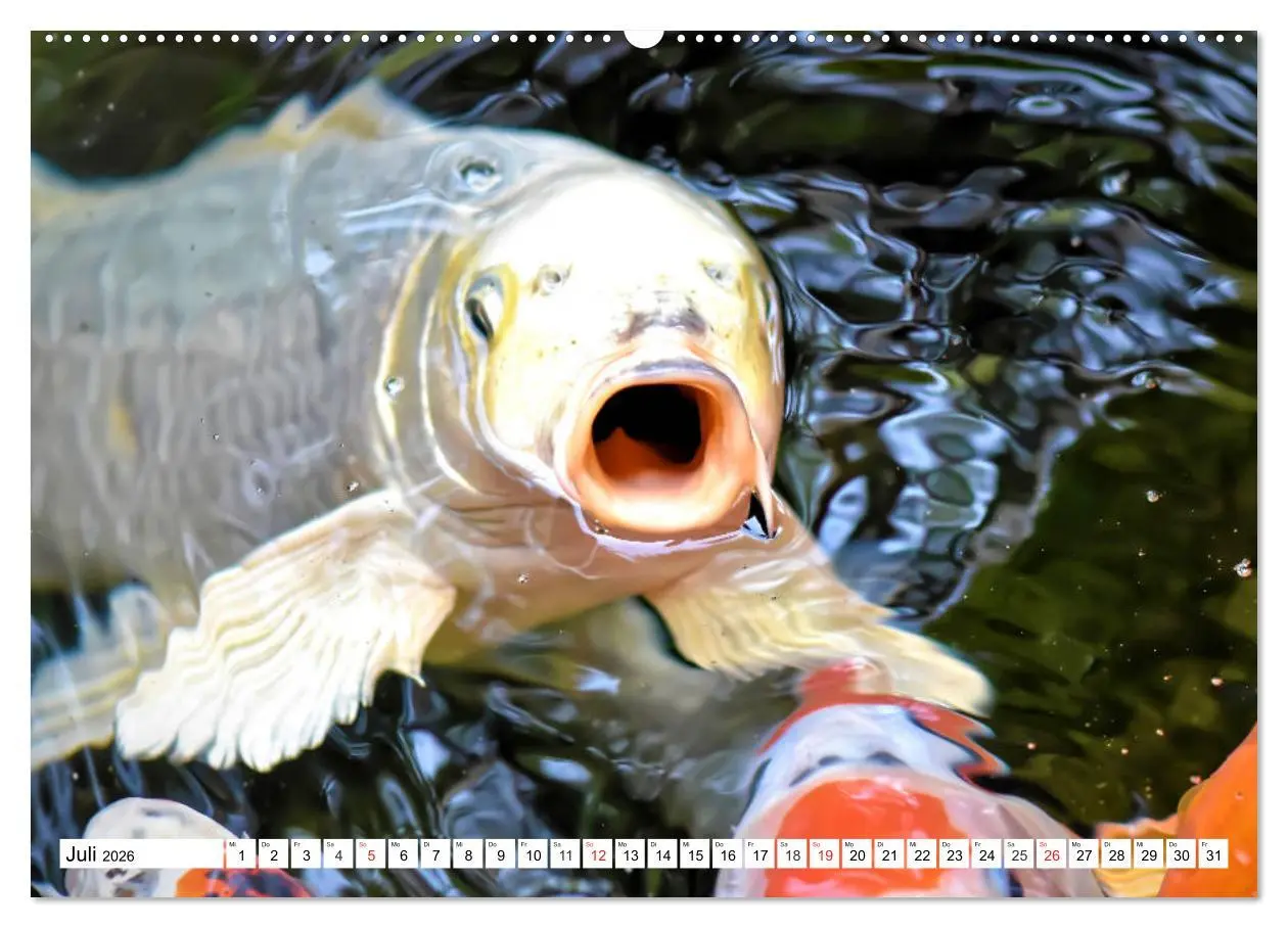 Bild: 9783457742266 | Koi Karpfen. Blickfang und Glücksbringer (Wandkalender 2026 DIN A2...
