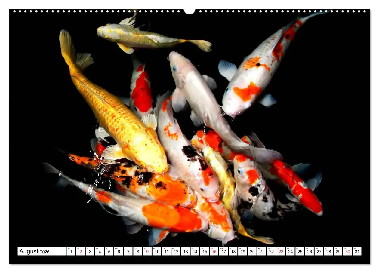 Bild: 9783457742266 | Koi Karpfen. Blickfang und Glücksbringer (Wandkalender 2026 DIN A2...