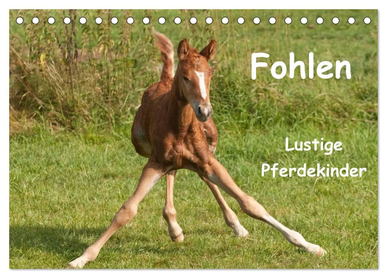 Cover: 9783457982266 | Fohlen - Lustige Pferdekinder (Tischkalender 2026 DIN A5 quer),...