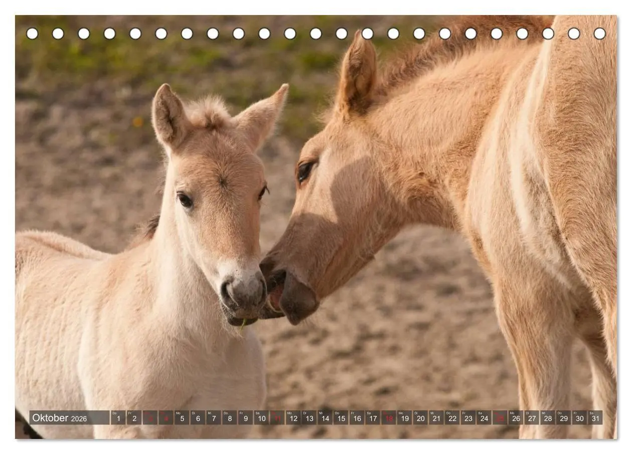 Bild: 9783457982266 | Fohlen - Lustige Pferdekinder (Tischkalender 2026 DIN A5 quer),...