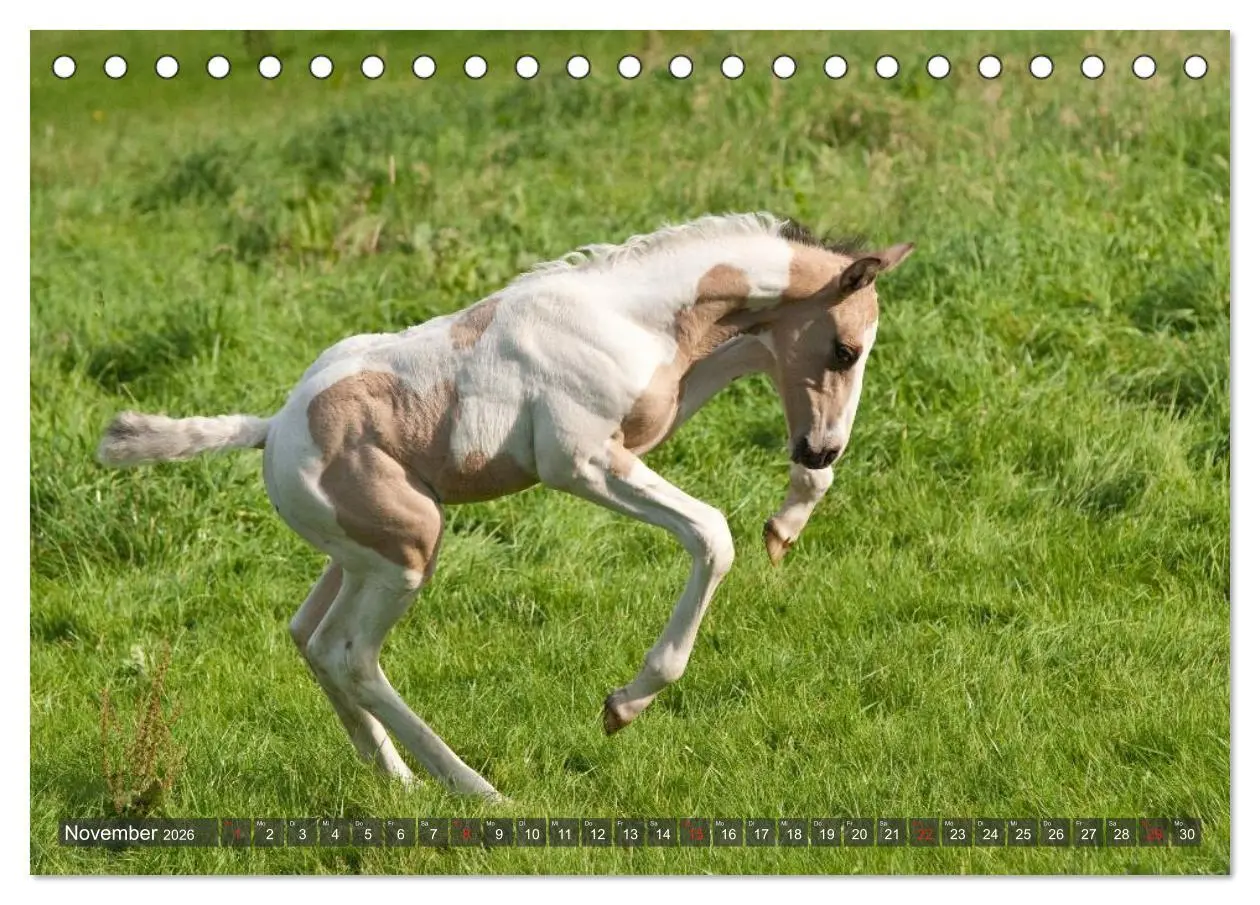 Bild: 9783457982266 | Fohlen - Lustige Pferdekinder (Tischkalender 2026 DIN A5 quer),...